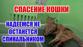картинка: КОШКА НЕ ВСТАЕТ НА ЗАДНИЕ ЛАПЫ!!! ОПЯТЬ ВИНОЙ ЖЕСТОКОЕ ОБРАЩЕНИЕ!