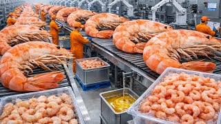 Download Lagu Inside the Factory: Industrial Shrimp Processing at Massive Scale MP3