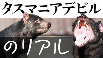タスマニアデビル Youtube