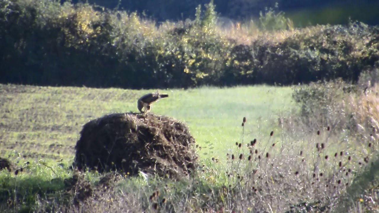 Common buzzard eating something YouTube