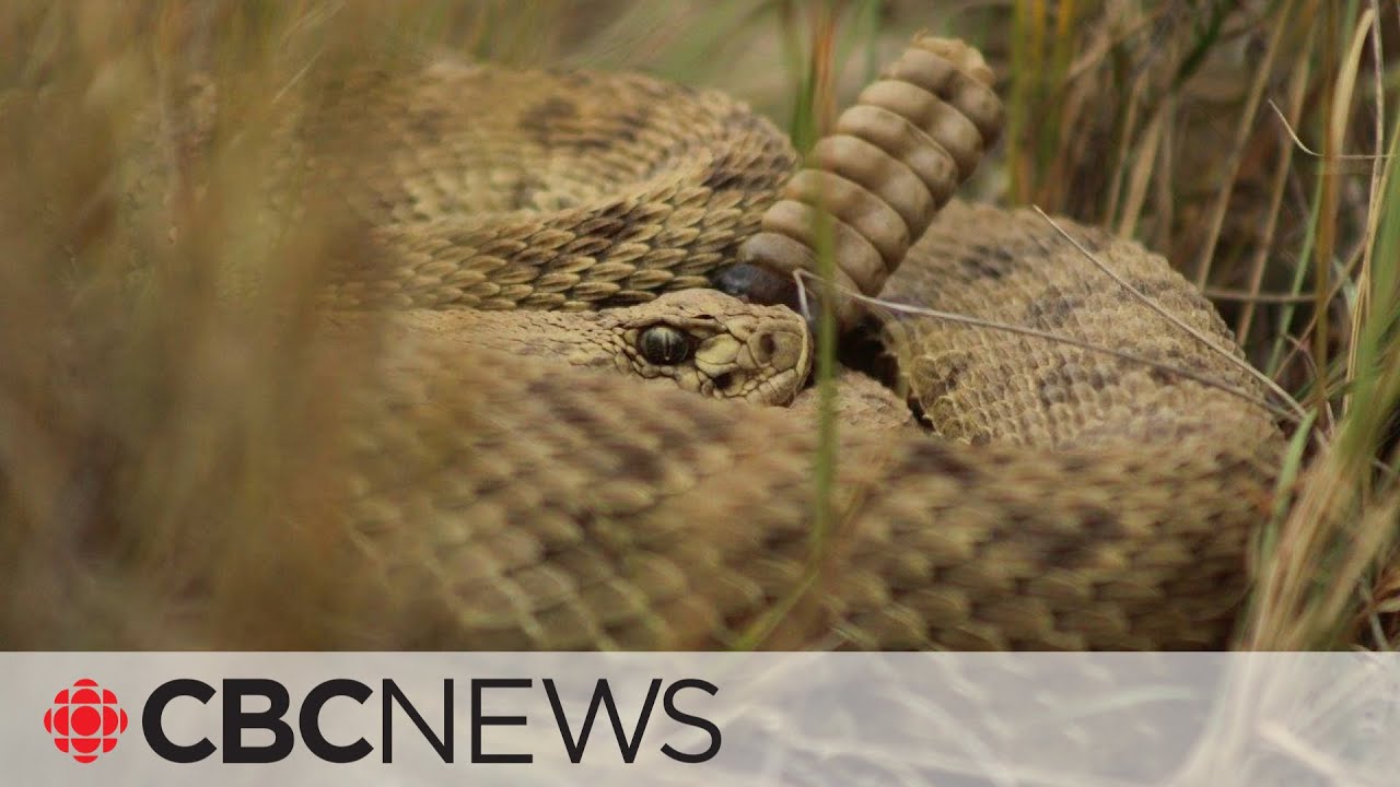 Rattlesnakes often misunderstood, says enthusiast YouTube