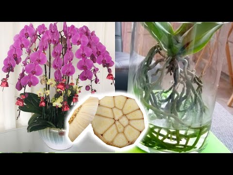 Video: Proč Listy Orchidejí Zežloutnou