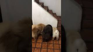 Chow chow comiendo juntos ??