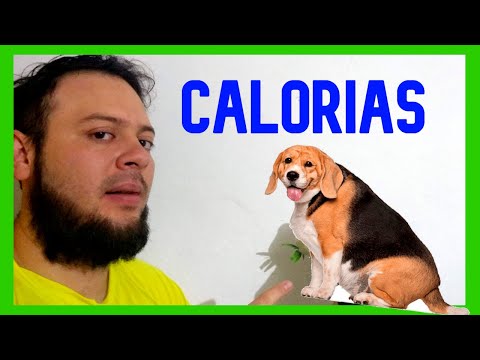 Video: ¿Cuántas calorías necesita mi perro?