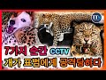 개가 표범에게 무자비하게 공격당한 7가지 순간!