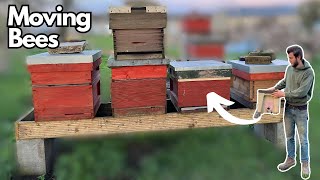 Transferring Bees into Hives