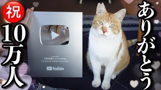 Until The Homeless Cat Receives a Silver Shield  a Record of a Year And a Half