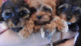 Cavapoo Puppies!