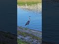 Beautiful Great Blue Heron