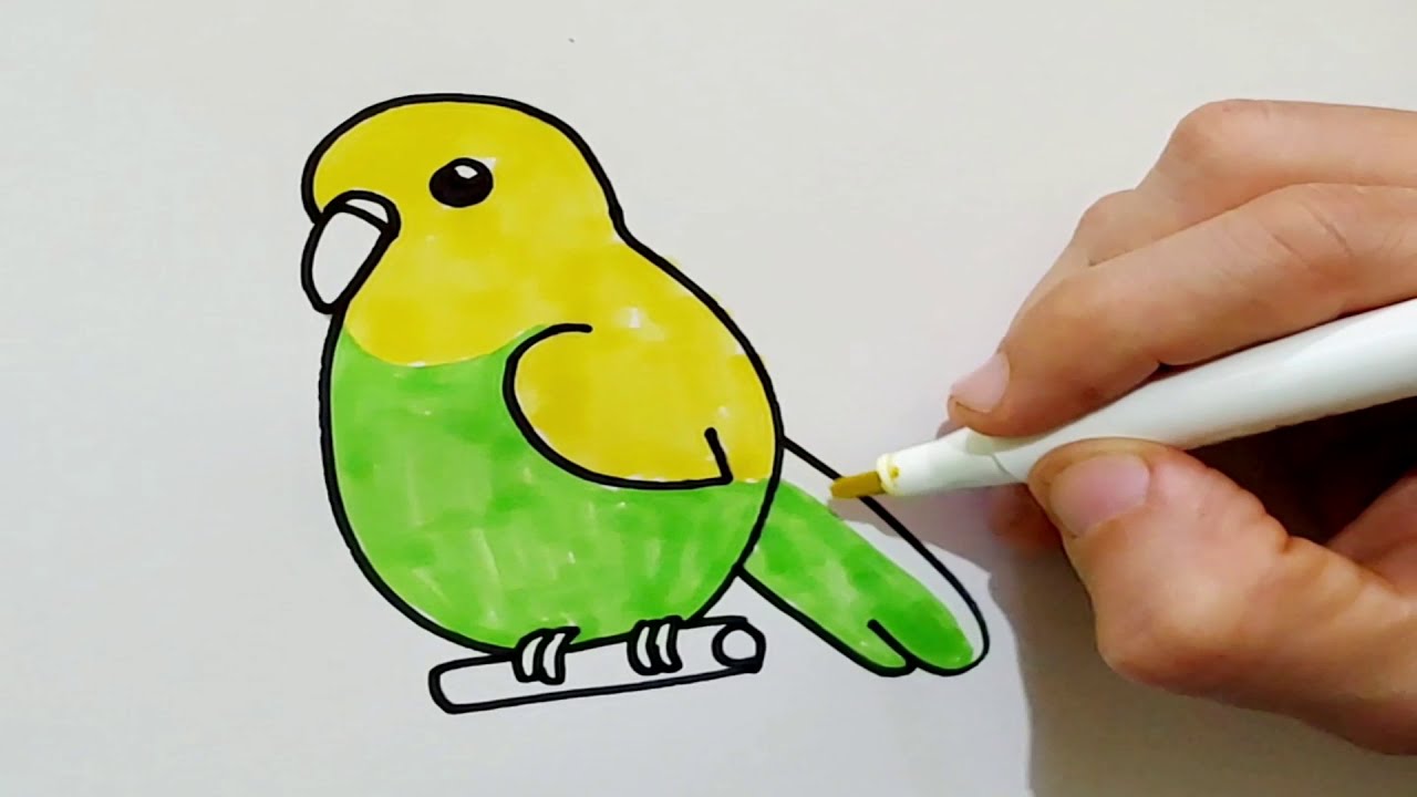 Como dibujar un Periquito / Dibujo para principiantes / Dibujo Kawaii -  thptnganamst.edu.vn