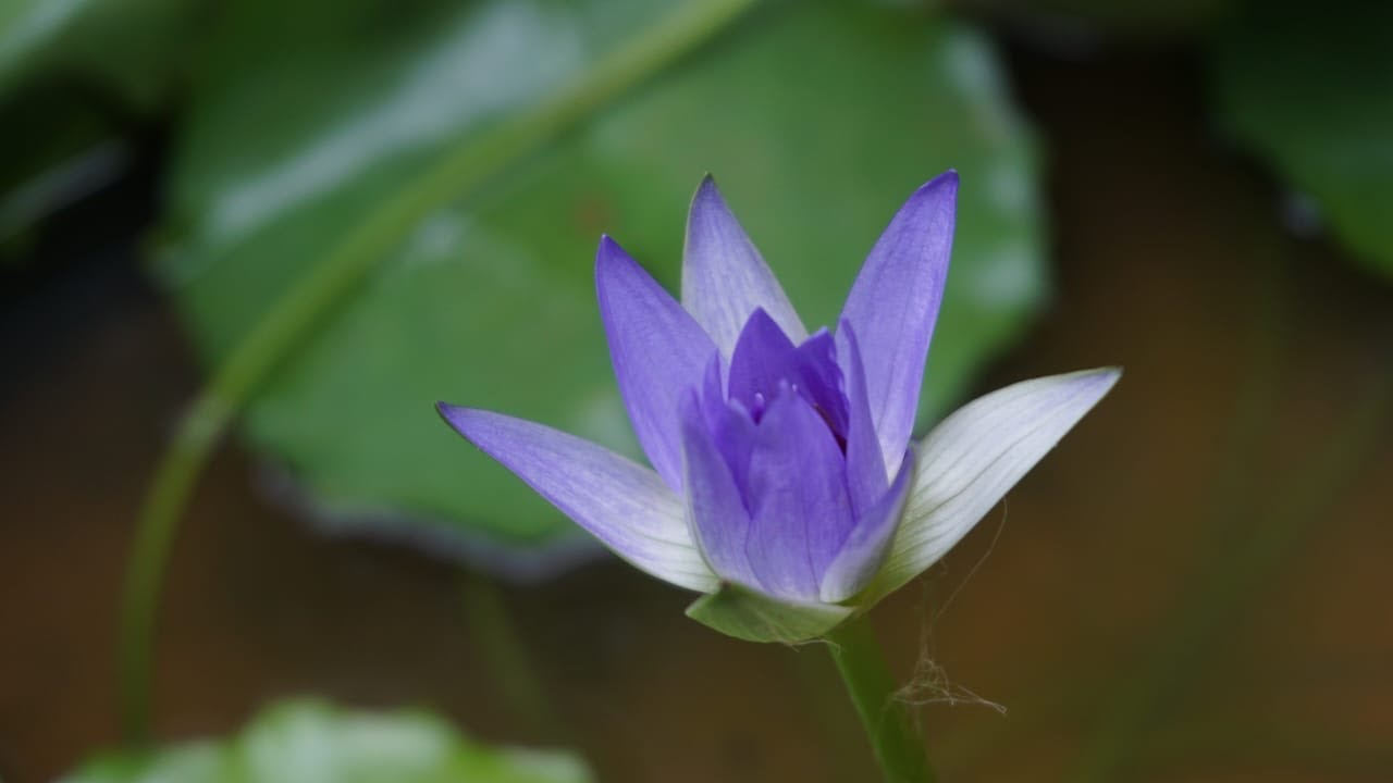 සමස්තය වෙනුවෙන් ආත්මය පූජා කිරීම.(Sacrifice the soul for the whole.)