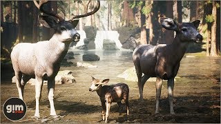 Mule Deer