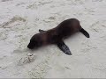 Baby Sea Lion, Espaola, Galpagos, Ecuador