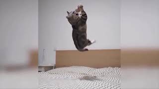 Cat Try To Caught Ball