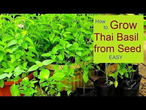 How to grow Thai Basil from Seed. A-Z Seed to Table