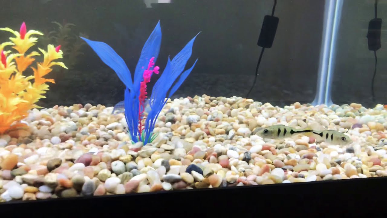 70 Gallon First Predator Tank Aquarium ! Jaguar Cichlids red tail catfish peacock Bass & More!