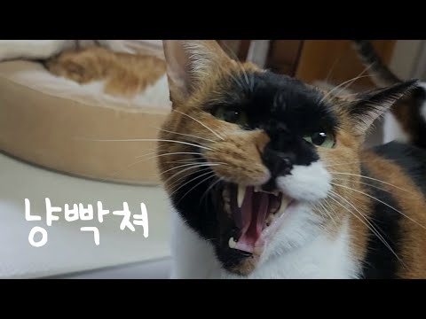 <strong>고양이도</strong> 엄마 아들은 얼굴만 봐도 냥빡쳐