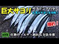 秋刀魚サイズの巨大サヨリをサヨリングで釣り上げる！足下まで追いかけてくる丸見え…