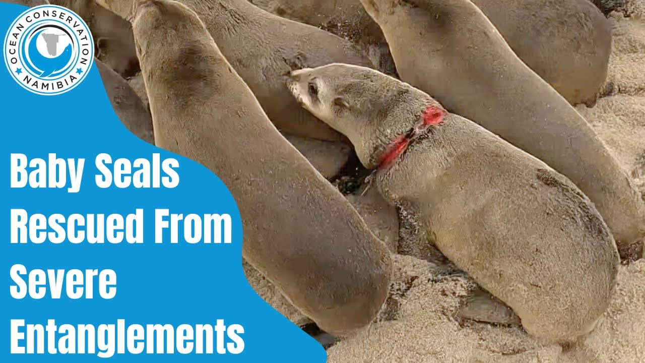 Baby Seals Rescued From Severe Entanglements YouTube