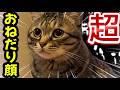 【超困り顔】この顔に弱いのよ😍え?ピノはピノが大好き⁉️みんなピノが好きなの❤️#猫 #保護猫#かわいい猫