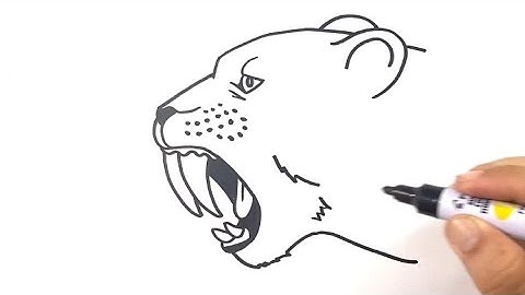 How to Draw Sabertooth Tiger Easy Step by Step for beginners