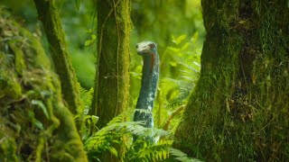 Prehistoric Planet Ice Age [2025] - Male Moa (Dinornis, Rival) Screen Time