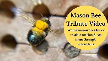 Tribute to Pollinators & Mason Bee Lovers!