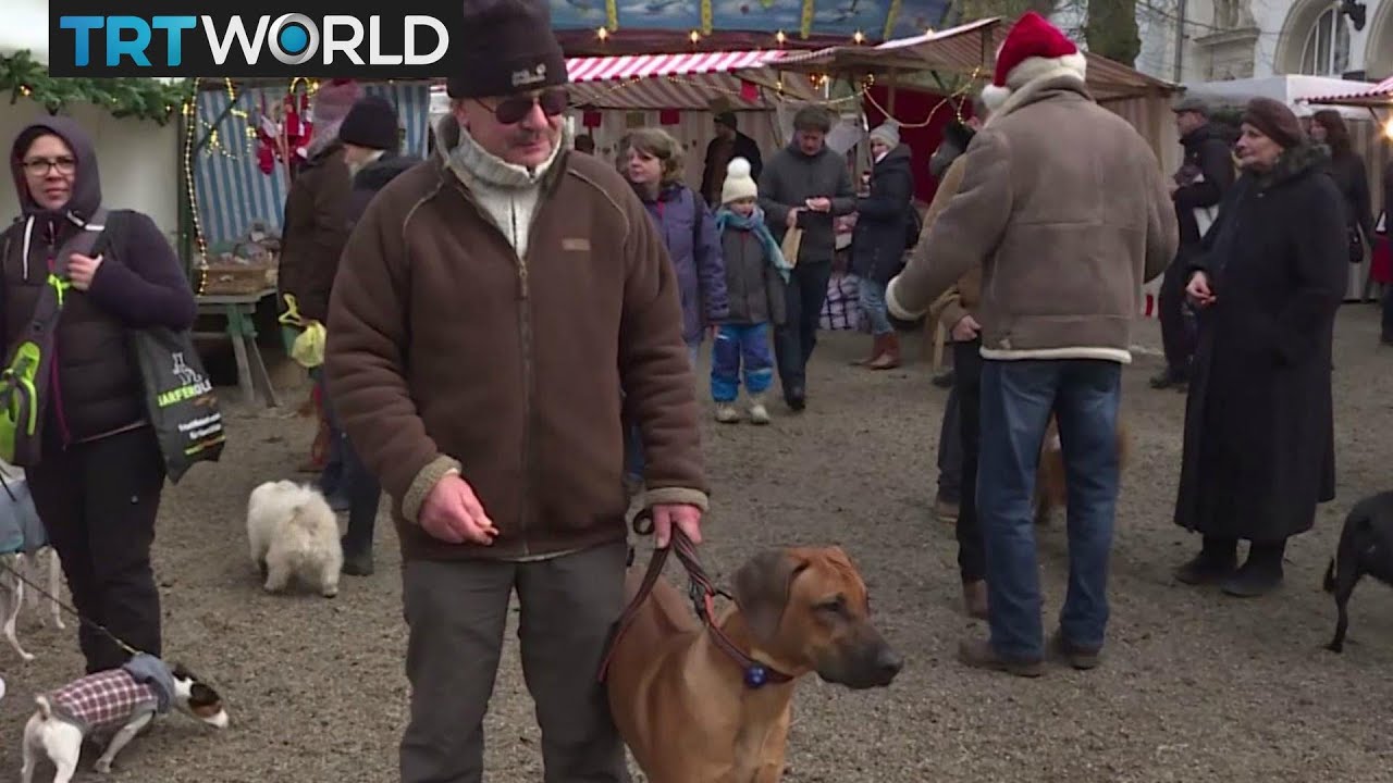 Unconventional Christmas: Berlin's Christmas market for dogs and owners
