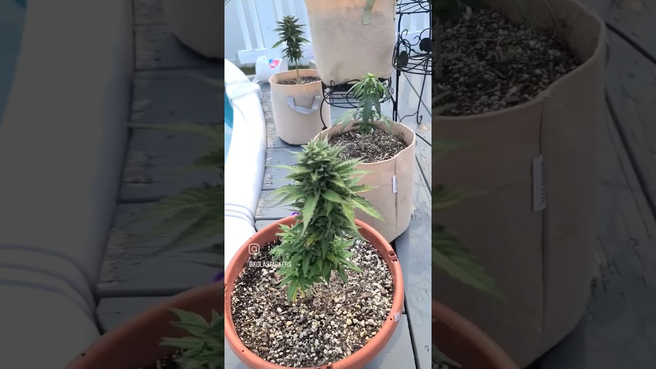 AUTOFLOWER OUTDOOR GROW