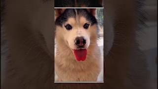 Do NOT try this with a dramatic Husky!🐕🐶#shorts