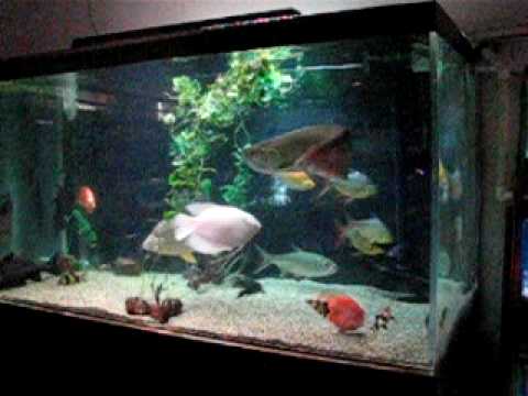  Arowana  in a 1 000 Gallon Fish  Tank YouTube