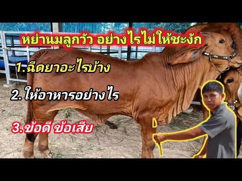 วีดีโอ: วิธีหย่านมสัตว์จากการขโมยอาหาร