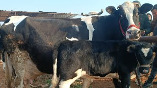 سوق البقر في بشمارون بقر 30كيلو حليب بقر حطيط حركة السوق لتواصل 994408588064+