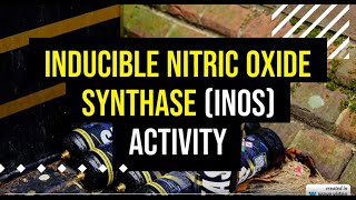 Inducible Nitric Oxide Synthase Inos Activity