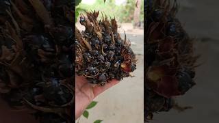 Palm oil trees in my farmland, palm oil is made from palm oil fruits Palm oil fruits