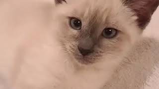 How To Tell The Difference Between A Purebred Vs Inbred Cat.