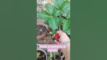 petik strawberry di rumah #fpy #happy #followme #tranding #viral #followforfollowback #strawberry
