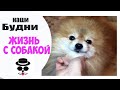 Я плохо воспитала собаку?! Жизнь с Померанским Шпицем