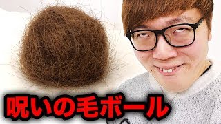 【閲覧注意】呪いの毛ボール育成はじめました【ヒカキンの地毛】