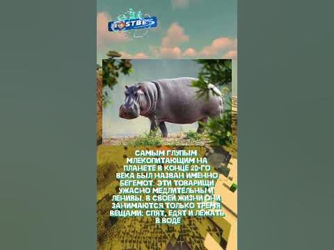 Какие животное самое глупое? - YouTube