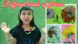 Pressed Flowers Album | Different Types Of Flowers | Diy Pressed Flowers | Kinds