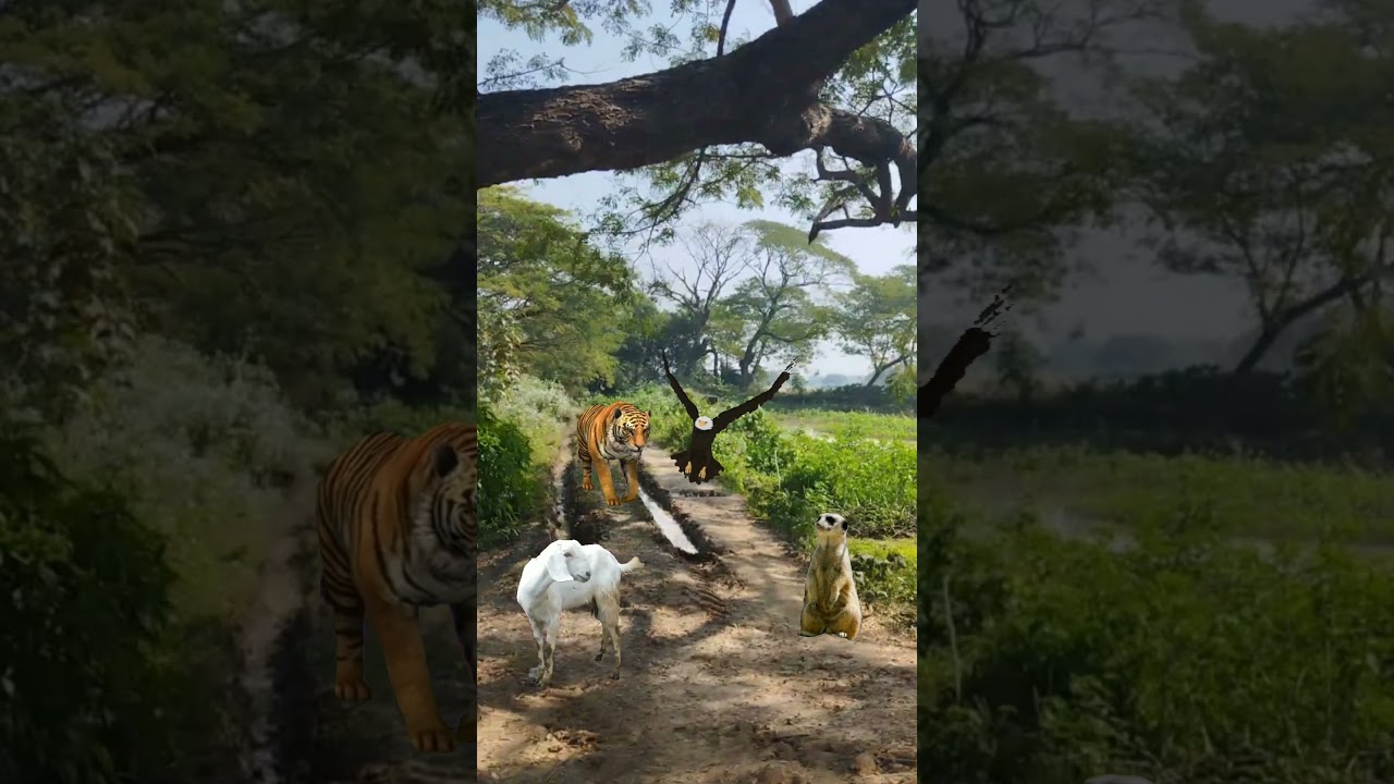 Tiger Meerkat Goat vs Eagle 