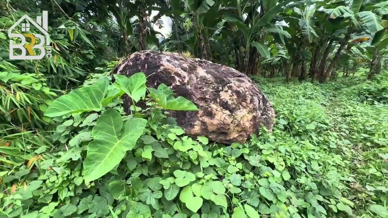 SEAVIEW PROPERTY FOR SALE | 9,133 SQM | TITLED | CLARIN BOHOL PHILIPPINES