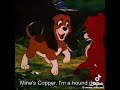 Mines Copper I M A Hound Dog Youtubeshorts Toddthefox Copperthehounddog 