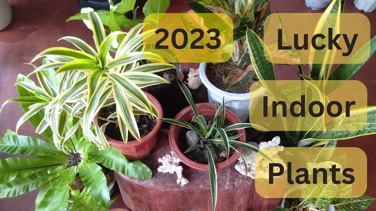Lucky Indoor Plants for 2023 YouTube