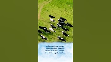 Quy trình sản xuất ly sữa tươi sạch TH true MILK