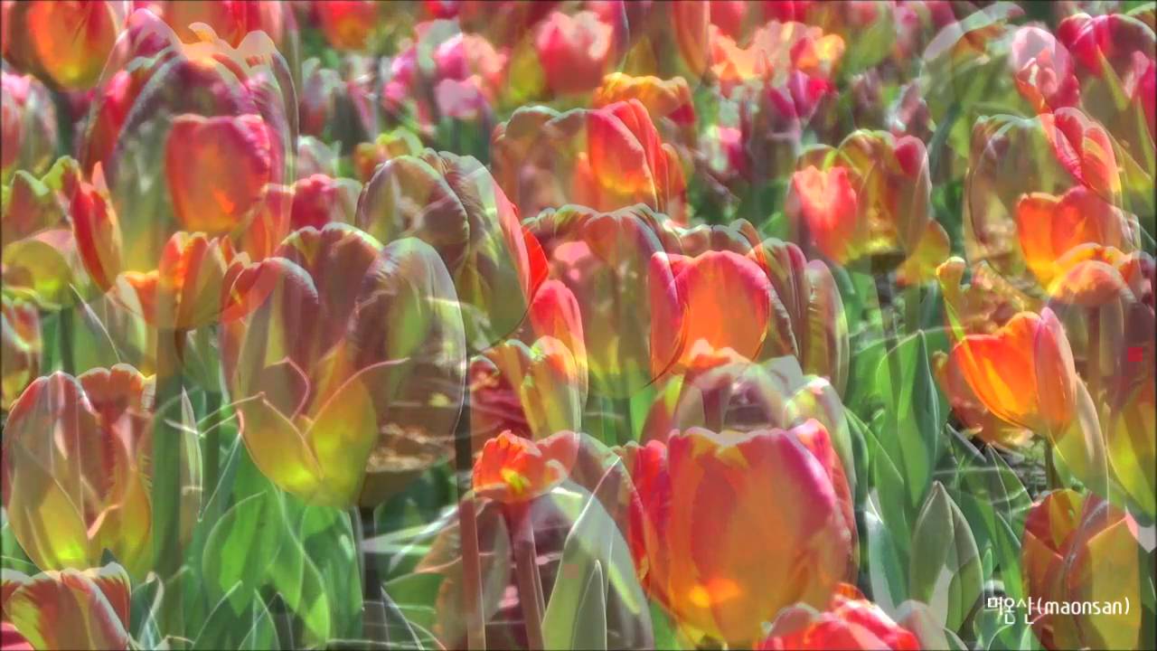 제주 튜립 / tulips in Jeju Korea YouTube