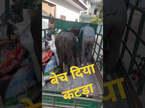 मेरी पशु डेरी से मुर्रा कटड़ा खरीदा | Sale Murra Bull | Pashu Mandi | New Video | Jhota Race | Farm