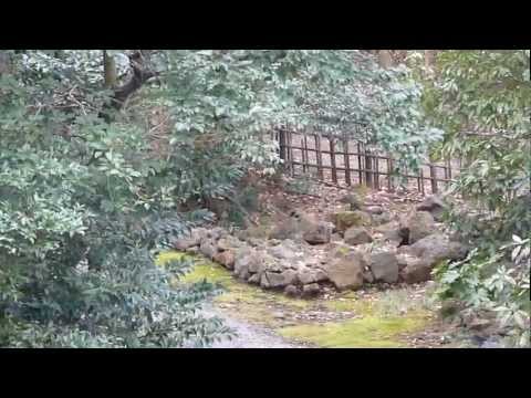 2012_02_19三島市　小鳥と雪[我が家の居間窓から].wmv