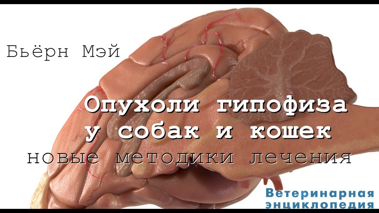 Опухоли гипофиза у собак и кошек. Новые методики лечения - YouTube